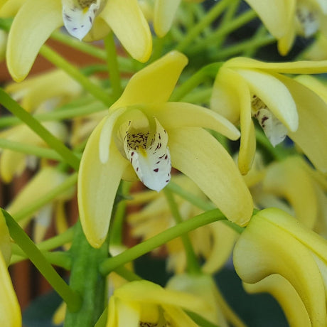 Big orchid in black pot