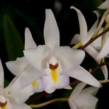 Close-up of a white orchid with a dark background