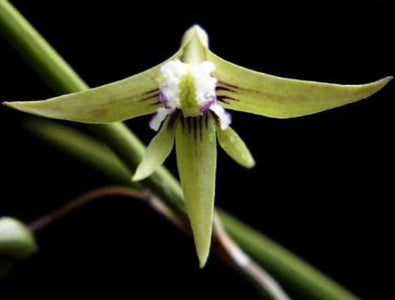 Close-up of a green orchid flower with a dark background
