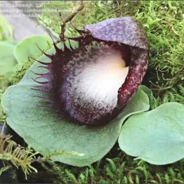 Terrestrial Orchid
