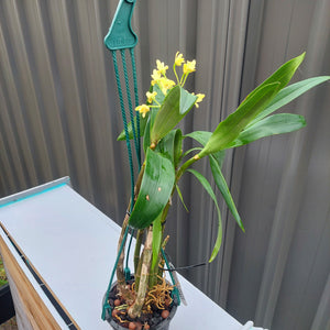 Dendrobium Garcillimum