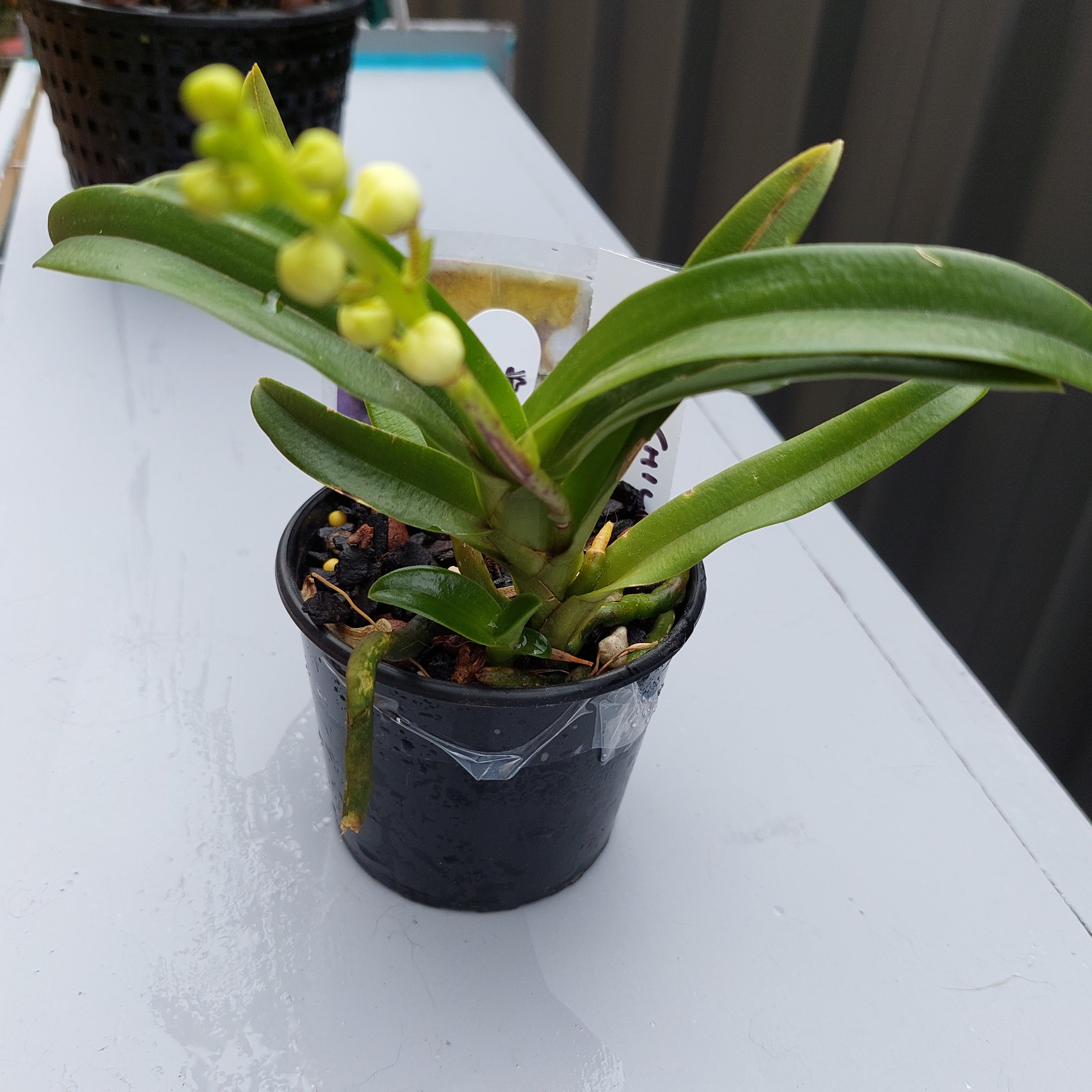 Sarcochilus Victoria