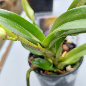 Sarcochilus Victoria