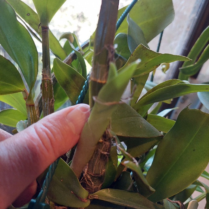 Dendrobium Wallagoot 200mm Heirloom Orchid Seedling in Flower