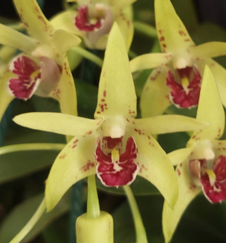 Close-up of pale yellow-green orchids with deep red and white markings on the center, shown in a natural setting with green leaves.
