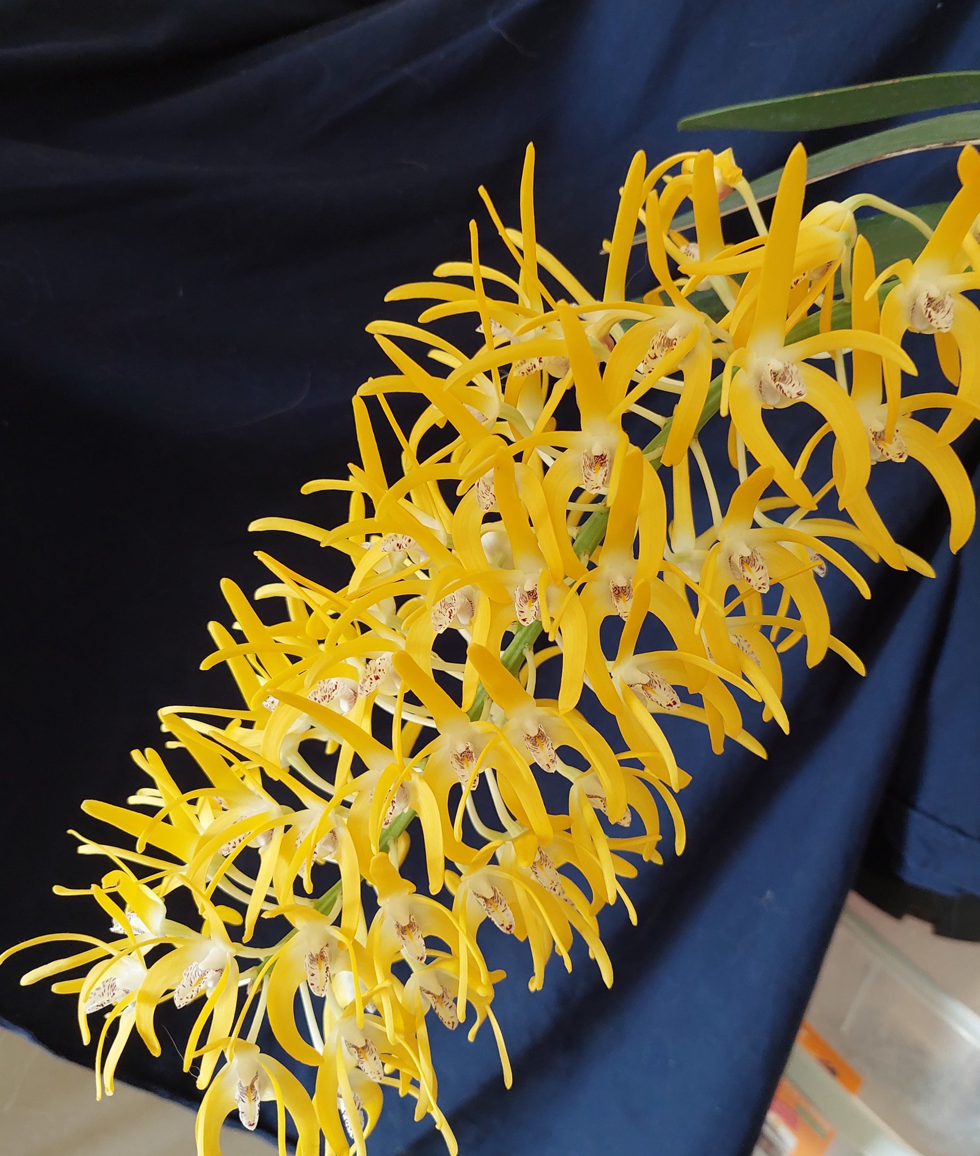 Dendrobium Speciosum Grandiflorum 'Beranghi Gold' x Dendrobium Speciosum Grandiflorum 'Rockpile' 200mm Seedling Orchid