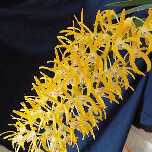 Yellow orchid on a dark blue background