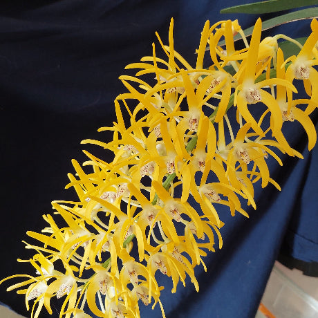 Yellow orchid on a dark blue background