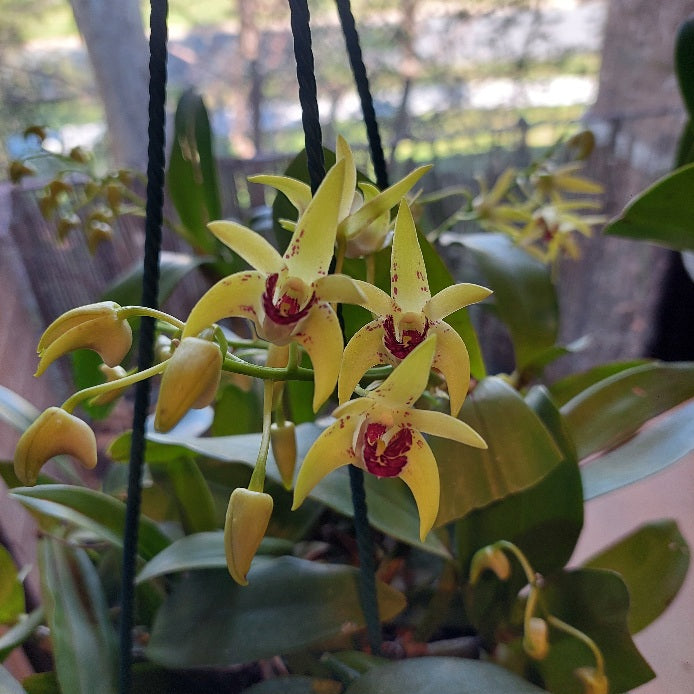 Dendrobium Wallagoot 200mm Heirloom Orchid Seedling in Flower