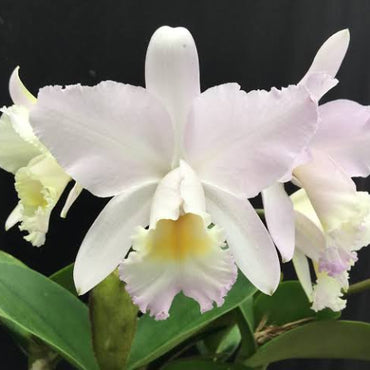 Laelia Anceps Pierce Orchid