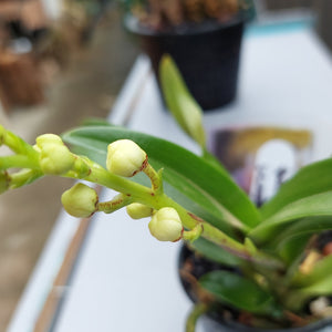 Sarcochilus Victoria