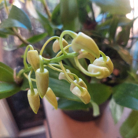 A close-up of pale yellow-green orchid buds on a green leafy plant, photographed in a real indoor setting with a blurred background.